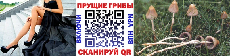 купить наркотики сайты  Котовск  Псилоцибиновые грибы мухоморы 